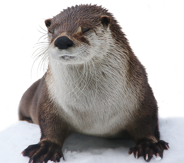 カナダカワウソ